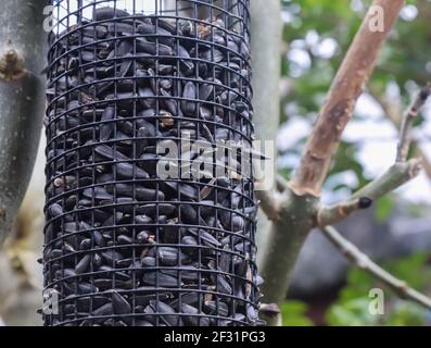 Frische Vogelkerne in einem Garten hängen an einem Verzweigt mit unscharfem Hintergrund Stockfoto