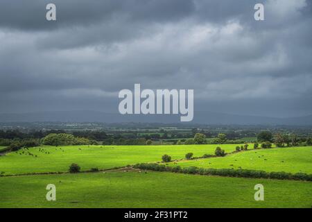 Rinderherde grast und ruht auf frischem Grünfeld oder Weide, die von Sonnenlicht mit dunklem, launischem Himmel im Hintergrund beleuchtet wird, Tipperary, Irland Stockfoto