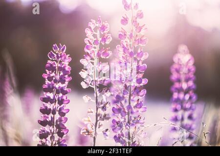 Wilde Blumen Lupine Im Sommer Wiese Bei Sonnenuntergang Sonnenaufgang. Lupinus, allgemein bekannt als Lupin oder Lupin, ist EINE Gattung von blühende Pflanzen in der Familie der Hülsenfrüchte Stockfoto