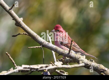 Ein männlicher Purpurfinch (Haemorhous pureus) thronte auf einem Ast. Houston, Texas, USA. Stockfoto