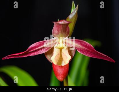 Rosa Blume einer Lady's sliper Orchidee Phragmipedium. Houston, Texas, USA. Stockfoto