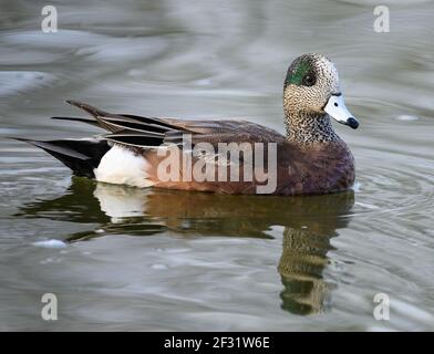 Ein männlicher amerikanischer Wgeon (Mareca americana) schwimmend in einem See. Houston, Texas, USA. Stockfoto