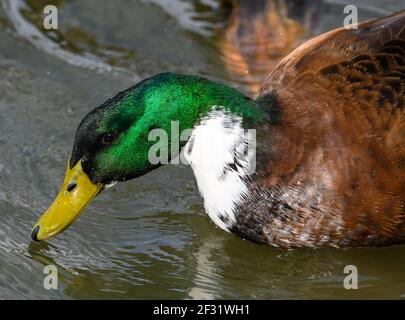 Strahlende grüne Federn auf dem Kopf einer männlichen Mallard-Ente (Anas platyrhynchos). Houston, Texas, USA. Stockfoto