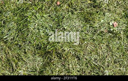 Grünes Gras Besatz oder Mulch, nahtlose Hintergrund Foto Textur Stockfoto