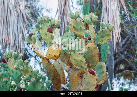 Schöner Kaktus aus Kaktus mit burgunderroten Früchten an der Küste von Ayia Napa in Zypern. Opuntia, Ficus-indica, Indische Feige opuntia, barbary Feigenblühende cact Stockfoto