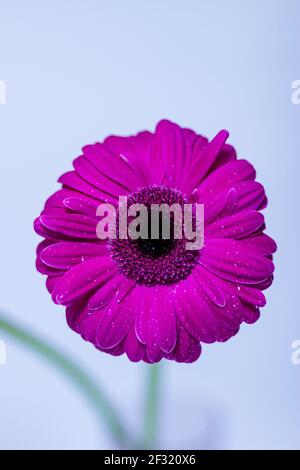 Abstrakt von einem rosa Gerbera Gänseblümchen Makro mit Wassertröpfchen auf den Blütenblättern. Stockfoto
