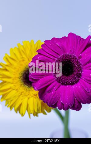 Abstrakt von einem rosa und gelben Gerbera Gänseblümchen Makro mit Wassertröpfchen auf den Blütenblättern. Stockfoto