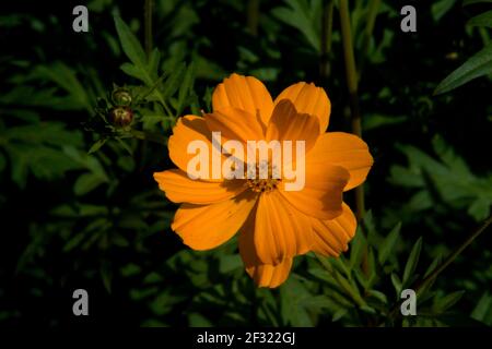 Eine Nahaufnahme einer einsamen orangefarbenen Kosmosblüte mit Knospen im verschwommenen Hintergrund Stockfoto
