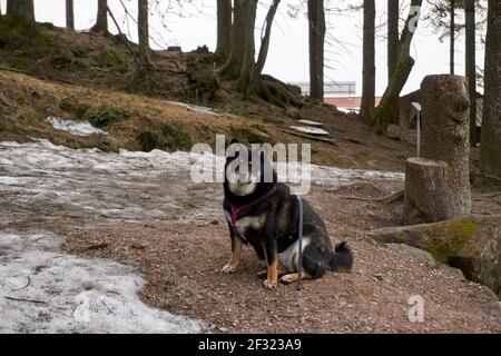 Ein netter Blick auf einen schwarzen Schäferhund auf dem er sitzt Das Gras auf dem Feld neben einem Schneefeld Stockfoto