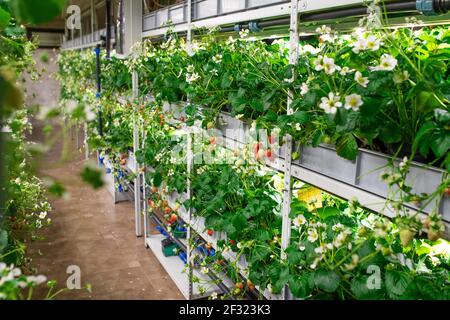 Reihen von Sämlingen verschiedener Arten von Garten Erdbeeren wachsen Auf Regalen in großen modernen vertikalen Bauernhof oder Treibhaus Stockfoto