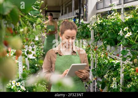 Junge Arbeiterin von Treibhaus oder vertikalen Bauernhof Scrollen in Tablette, während zwischen den Regalen mit Erdbeeren Sämlinge gegen den Menschen stehen Stockfoto