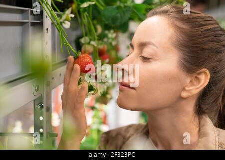 Gesicht der jungen Arbeiterin des Treibhauses oder vertikalen Farm, die im Regal mit Erdbeerpflanzen steht, die rote reife Beere hält und ihren Geruch genießt Stockfoto