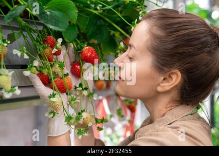 Glückliche junge Brünette weibliche Arbeiter von Treibhaus oder vertikalen Bauernhof Im Regal stehen mit Erdbeerpflanzen und Blick auf grün Und rote Beeren Stockfoto