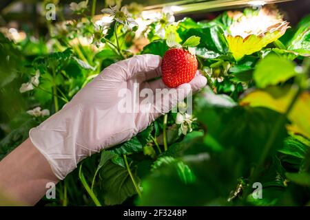 Die Hand des jungen Arbeiters der vertikalen Farm oder des Gewächshauses Hält rote reife Erdbeere wächst zwischen grünen Blättern und weiß Blüte Stockfoto