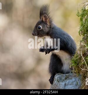 eichhörnchen, Tier, Natur, nager, rot, Säugetier, frack, wild, wild lebende Tiere Stockfoto