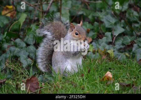 Graue Eichhörnchen essen EINE Nuss im Park, sitzen auf dem Boden - Sciurus Carolinensis - buschiger Schwanz - Halten Essen in Front Krallen - Close Up - Sussex UK Stockfoto