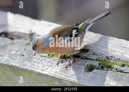 Ein Chaffinch (Fringilla coelebs), der auf einer hölzernen Zaunschiene thront Stockfoto