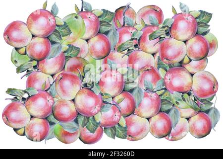 Illustration von Hand Bleistift Zeichnung Äpfel und Birnen mit Blättern. Stockfoto