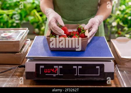Handschaufel der jungen Arbeiterin der vertikalen Farm stehend Durch Schuppen und setzen frische reife Erdbeeren in Papierbehälter Stockfoto