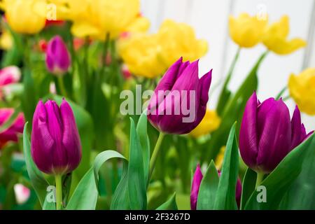 Wachsende Tulpen. Frische Blumen auf dem Feld. Frohe Frühling. Stockfoto