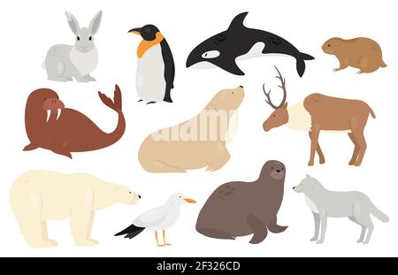 Nette Arktis Antarktis Tiere und Vögel Set, weiße Eisbär Wolf Pinguin Orca Robbe Stock Vektor