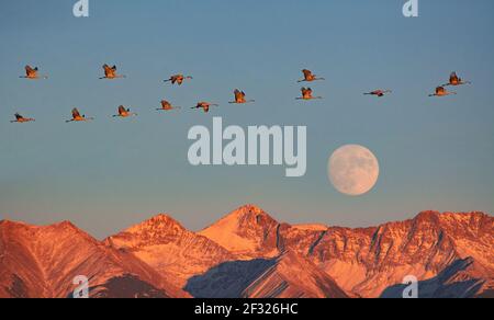 Eine Schar von Sandhill Cranes fliegt über die Sangre de Cristo Mountains, während der Mond im Great Sand Dunes National Park und Preserve in Hooper, Colorado, aufgeht. Über 20.000 Sandhügelkrane verbringen ihren Frühling und Herbst im San Luis Valley. Stockfoto