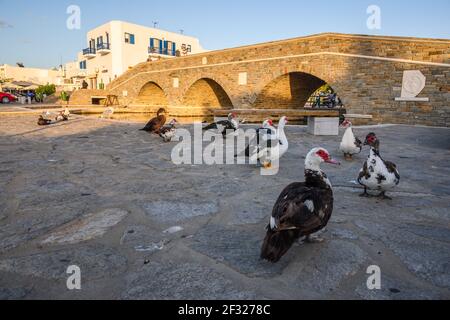 Paros, Griechenland - 27. September 2020: Moskauer Enten auf der Straße in Naoussa auf der Insel Paros, Griechenland Stockfoto