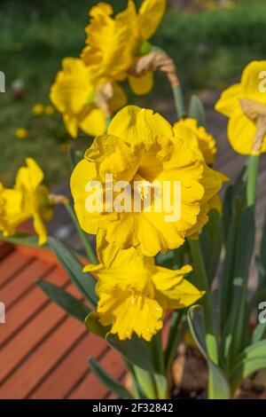 Nahaufnahme der gelben Narzissen-Narzissen-Blume in der Sonne. Makrofoto. Weiß verschwommener Hintergrund Stockfoto