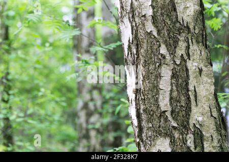 Grüner Frühlingshintergrund mit Birkenrinde im Vordergrund. Selektiver Fokus. Natürlicher Hintergrund mit Kopierbereich. Stockfoto