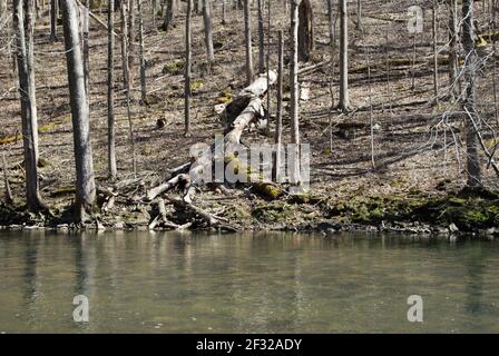 Little Miami River im Frühjahr in der Nähe der gelben Quellen ohio Stockfoto