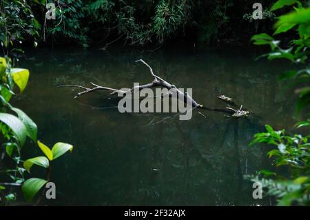 Kristallklare Wasserströmung des Paraibuna Flusses, die um einen gefallenen Baum in einem ruhigen Abschnitt des Flusses fließt, der mitten im Sea Ridge Wald fließt. Stockfoto