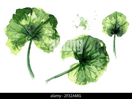 Tropische Pflanze Blatt Set. Aquarell handgezeichnete Illustration, isoliert auf weißem Hintergrund Stockfoto