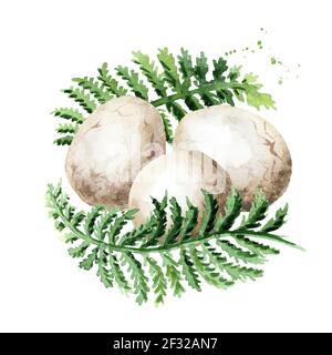 Dinosaurier-Eier im Farnnest. Aquarell handgezeichnete Illustration, isoliert auf weißem Hintergrund Stockfoto