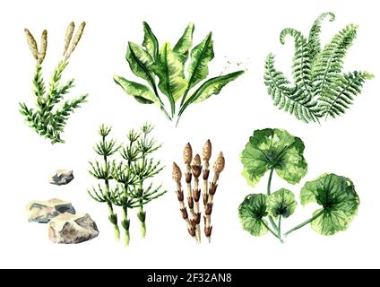Sammlung prähistorischer Pflanzen. Aquarell handgezeichnete Illustration, isoliert auf weißem Hintergrund Stockfoto