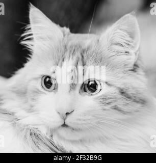 Überrascht Augen der echten schönen Haus Erwachsene Katze schwarz und Weiß Stockfoto