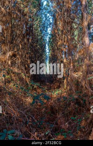 Seltsame Reihen von Kiefern in einer Kiefernplantage, im Winter genommen Stockfoto
