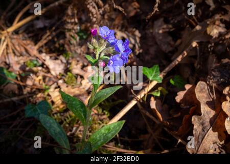 Wilde pulmonalblaue Blume, die im späten Winter im Wald blüht Unterwachstum Stockfoto