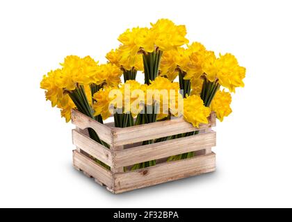 Bündel von gelben Narzissen Blüten in einer Holzkiste isoliert Auf weißem Hintergrund Stockfoto