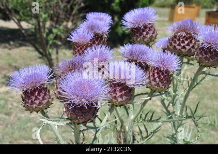 Busch von lila Distelblüten. Heilpflanze (Silybum marianum) im Sommer. Stockfoto