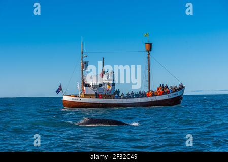 Husavik, Island, 17. August 2020: Walbeobachtungsausflug in Husavik, Island Stockfoto