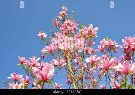 Magnolie Blüte. Magnolia Susan, rosa Blüten. Frühling blühende gegen den blauen Himmel. Stockfoto