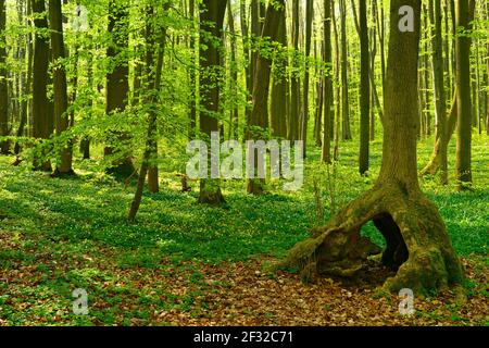 Sonnige unberührte Natur Buchenwald im Frühjahr mit Stelzenbaum, frisches grünes Laub, Holz Anemonen blühen, "UNESCO-Weltnaturerbe Urzeit Stockfoto