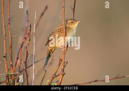 Buschgrasmücke (Locustella naevia), Männchen, April, Texel Insel, Nordholland, Nordsee, Niederlande Stockfoto