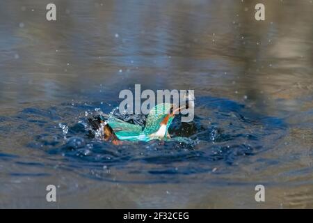 Eisvogel (Alcedo atthis), tritt nach der Jagd aus dem Wasser auf, Niedersachsen, Deutschland Stockfoto