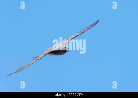 Eleonoras Falke (Falco eleonorae), im Flug, Kreta, Griechenland Stockfoto