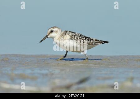 Sanderling ( Calidris alba) auf der Suche nach Nahrung in schlammigem Boden, Zicksee, St.Andrae, Nationalpark Neusiedler See, Burgenland, Österreich Stockfoto