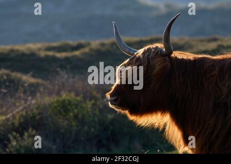 Schottisches Hochlandrind (Bos taurus), Porträt gegen das Licht, April, Nordsee, Nordholland, Niederlande Stockfoto