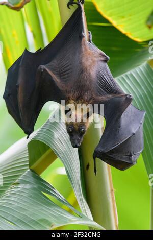 Indian Flying Fox (Pteropus medius), Kuramathi, Malediven Stockfoto