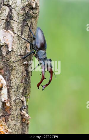 Hirschkäfer (Lucanus cervius), männlich, Niedersachsen, Deutschland Stockfoto