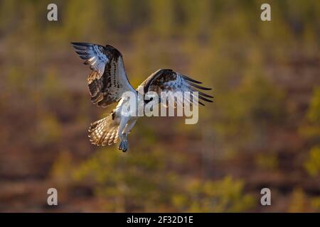 Westadler (Pandion haliaetus) nähert sich, Kainuu, Finnland Stockfoto